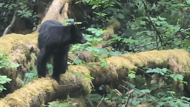A bear on Poo Poo Point trail (from Issaquah highschool)