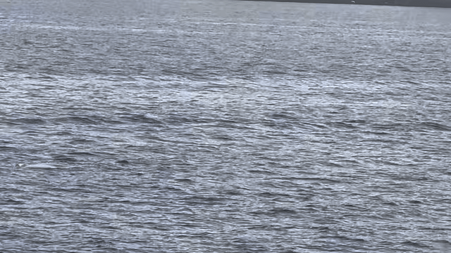 Orcas seen from the ferry this morning.