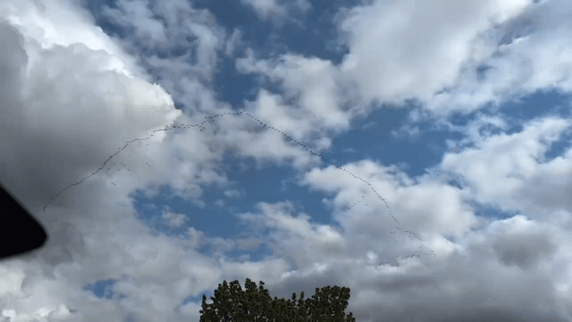 Largest Flying-V I have ever seen! (sorry for the music)