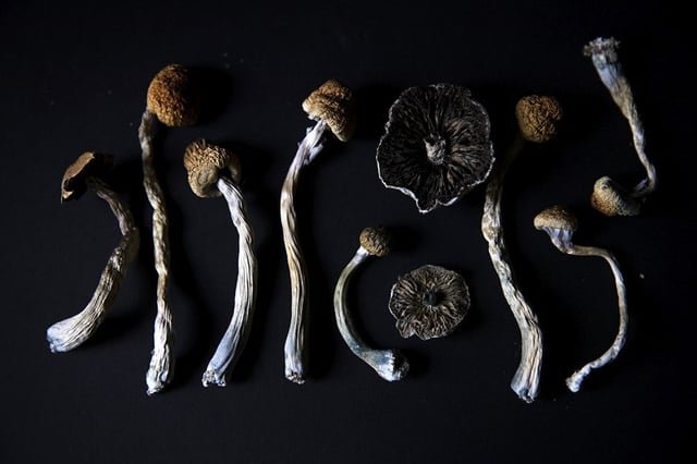 Washington cities are decriminalizing magic mushrooms. Could a psychedelic ‘renaissance’ take hold statewide?