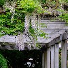 Washington Park Arboretum May 18, 2025