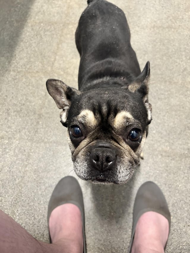 Found a French Bulldog in Shoreline.