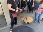 A GD capybara visited SIFF this afternoon!!!