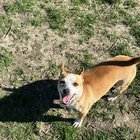 Lost dog: Darla