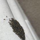 Spider ID: friend or foe