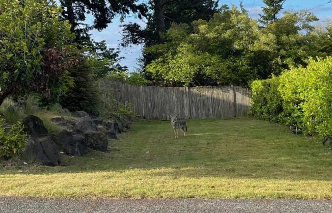 WEST SEATTLE WILDLIFE: Early-morning coyote
