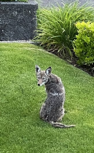 WEST SEATTLE COYOTES: Two Saturday sightings