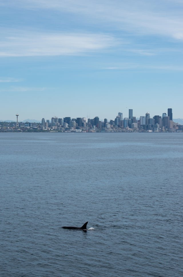 Some photos I took of orcas on the ferry yesterday