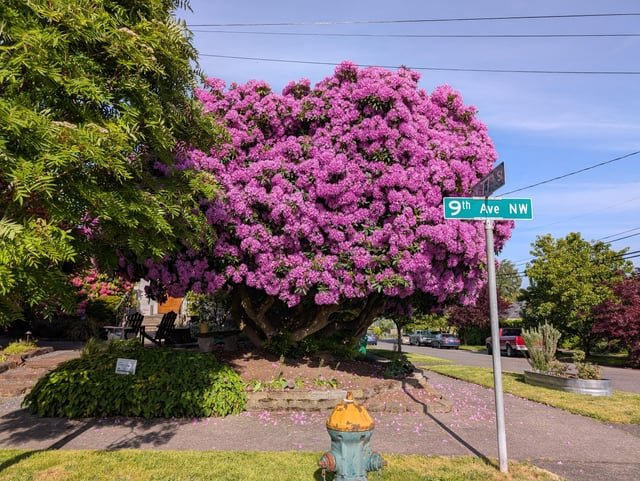 Check out this unit of a rhododendron I saw