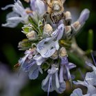 Things with Wings at Bradner Gardens Park