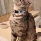 Foster kitty seeking a good home, meet Buddy! 💕