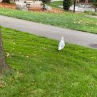 Stupid Sexy Seagulls