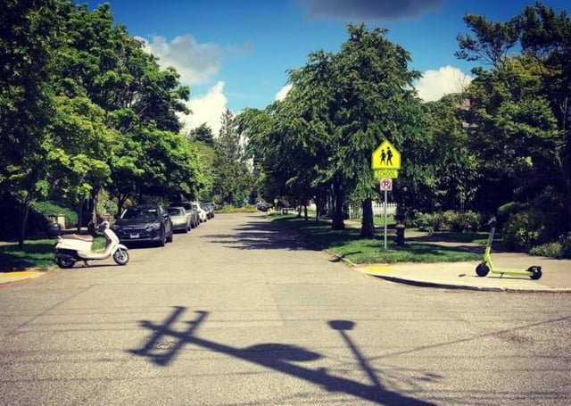 Privately Owned Trees Are Better Than Trees in Parks and Public Spaces, Councilmembers Argue – PubliCola