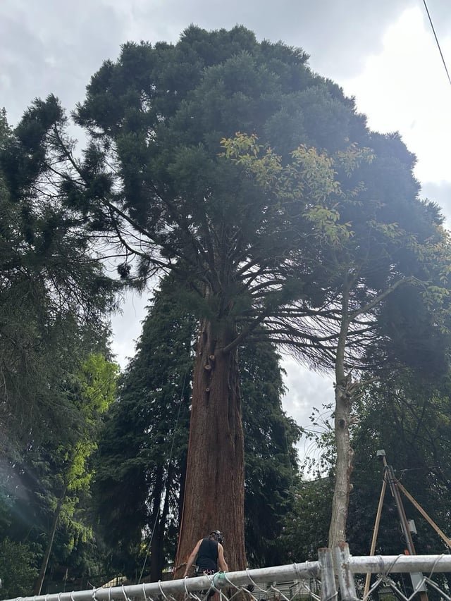 They started cutting down the Green Lake Sequoia (“Grace”) today, despite nesting birds and plans to move it to the park