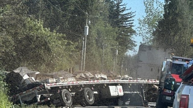 250 million bees are on the loose in Whatcom County