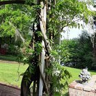 Wisteria at Lakewold Gardens 4/30