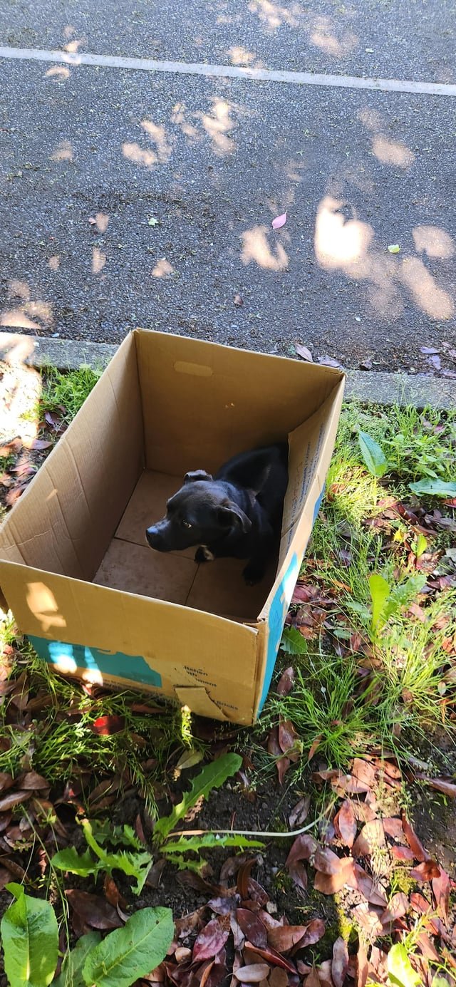 Abandoned Dog near SSC