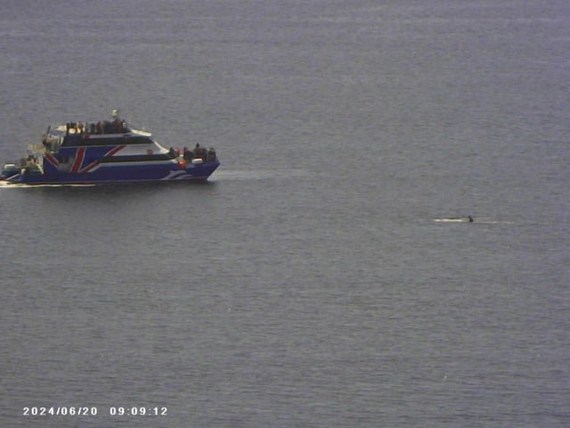 Nice Humpback Whale in Elliott Bay today!