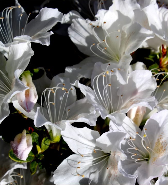 Here are your West Seattle Friday options!