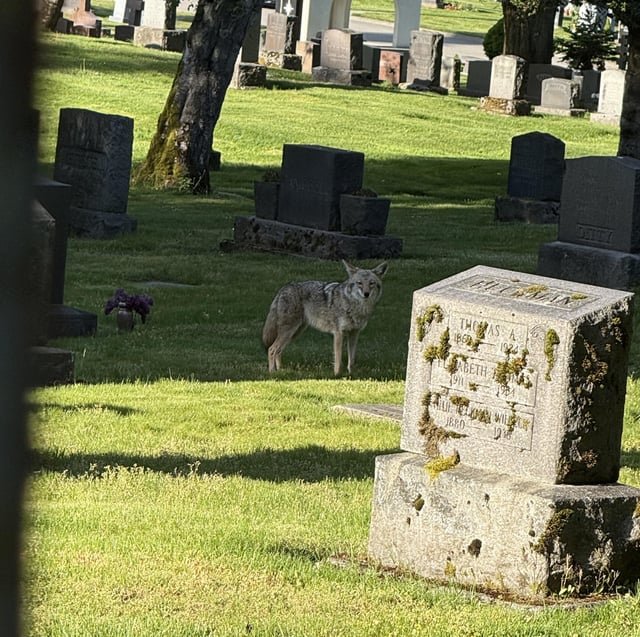 Coyote out during the day in Evergreen Washelli cemetery