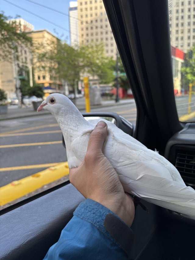Saved your pigeon