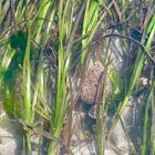 Low tide joy (ft. sand dabs, nudibranchs, and ochre stars!)