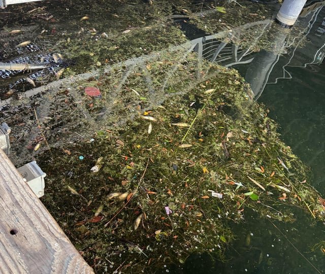 Dead fish at Meydenbauer