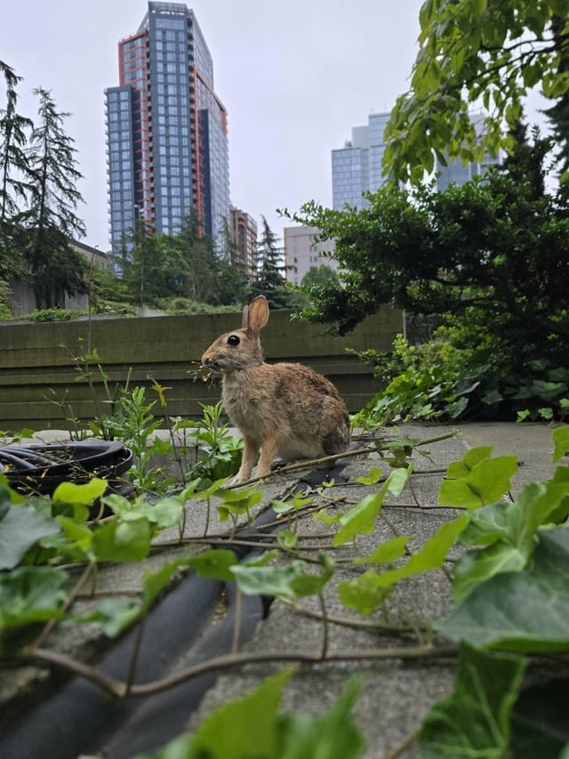 Union Square Bunny