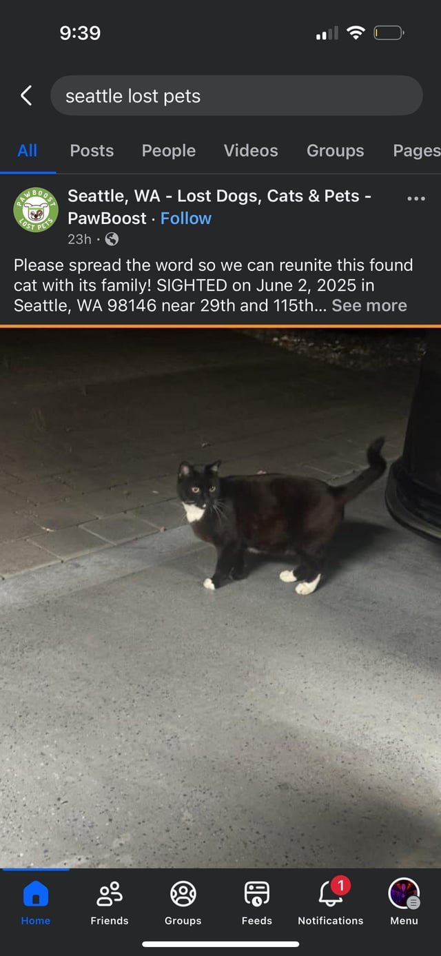 I saw your lost cat! DM me!!