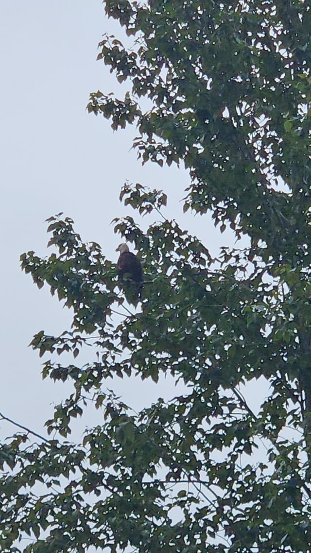 Two eagles nesting at Magnuson off-leash dog beach