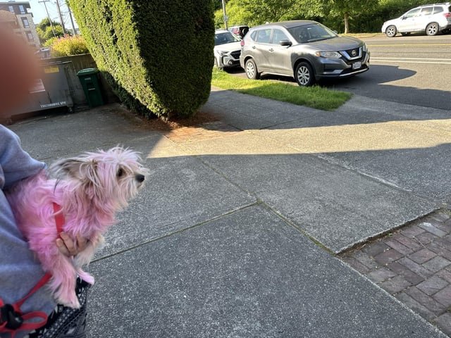 Lost Dog, Dexter N/4th