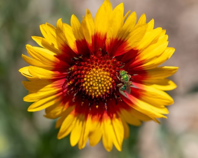 Here’s what’s up for your West Seattle Friday, as summer arrives