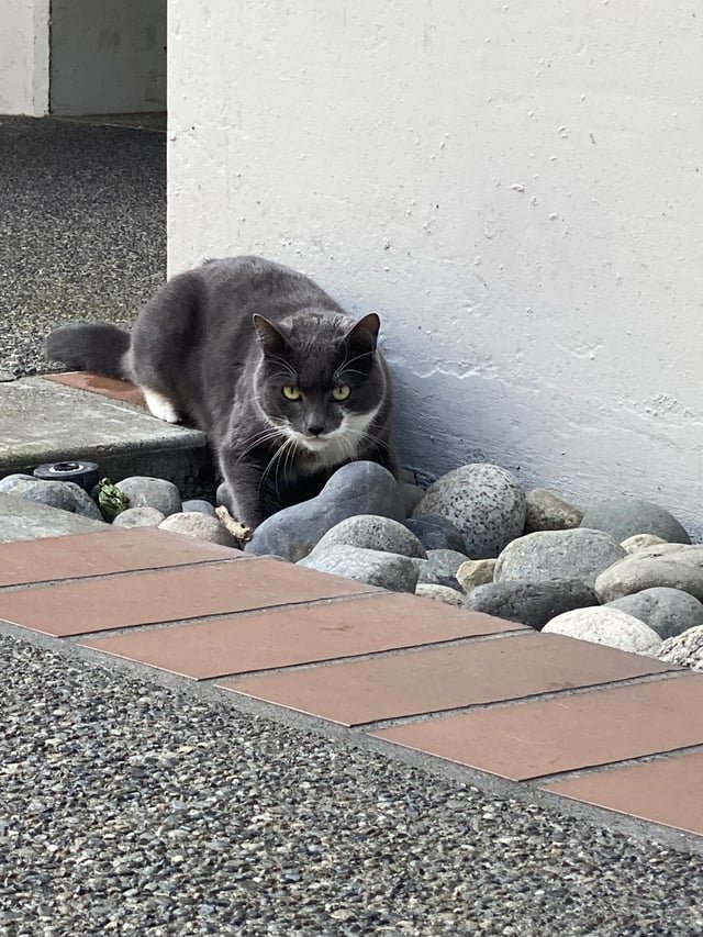 Cat found downtown Bellevue