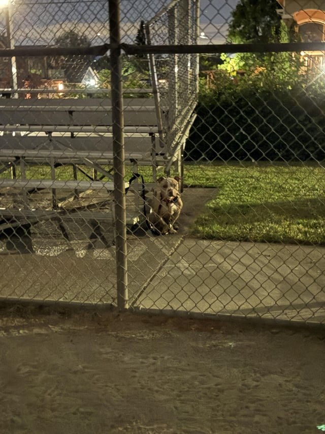 Dog tied to a bench in Renton. Have no idea what to do