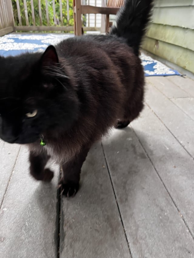 Fluffy Black Cat Found
