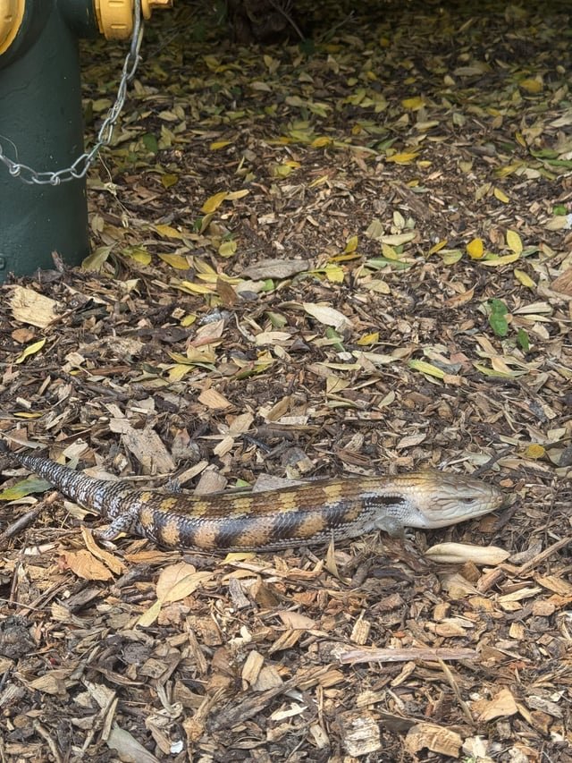 Found someones skink