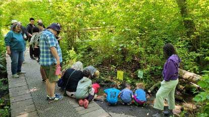 HAPPENING NOW: Your chance to release salmon fry into Fauntleroy Creek