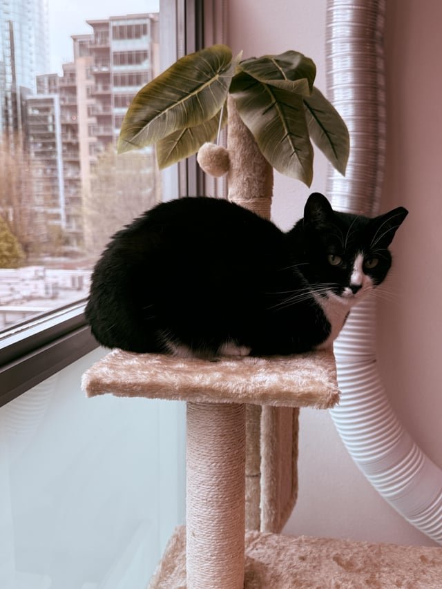 Lost Cat near Ravenna/U District