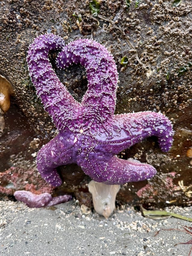 We have low tides this week, get out there and find a tide pool
