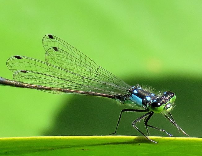 WEST SEATTLE SUNDAY: 25 notes!