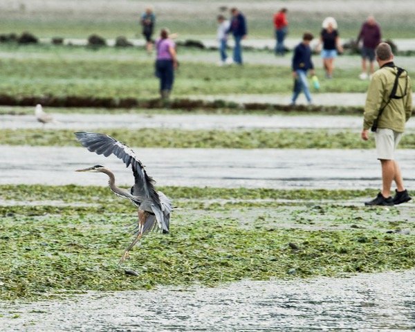 PHOTOS: See the other West Seattle wildlife enjoying low-low tide
