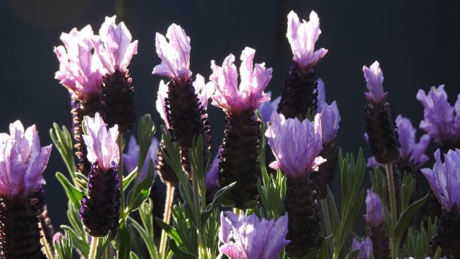 World Cup preview, Junction Pride, Art Walk, Duwamish history, much more for your West Seattle Thursday