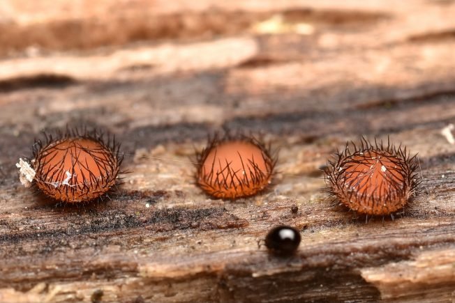 WEST SEATTLE SATURDAY: 36 notes!