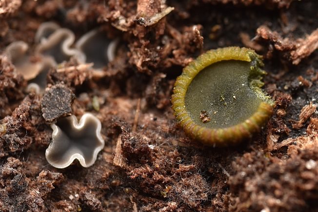 WEST SEATTLE SUNDAY: Low-bridge closure + 23 more things to know