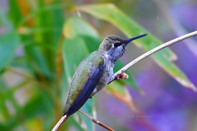 WEST SEATTLE SATURDAY: 37 options!