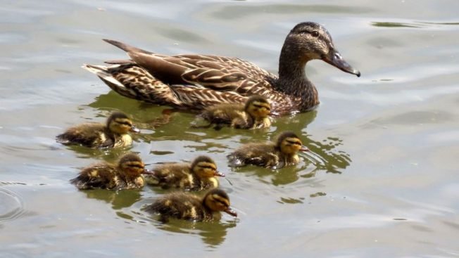 Music, art, theater, history, more for your West Seattle Friday!