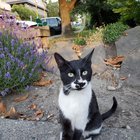 Anyone missing a kitty?