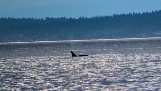 Here’s our list for your West Seattle Thursday!