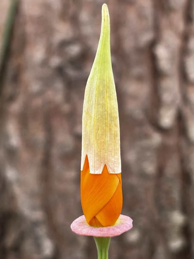 Colman Pool’s every-day season start, comedy, meditation, more for your West Seattle Monday