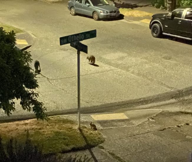 WEST SEATTLE WILDLIFE: Two coyote reports, one with a meetup of sorts